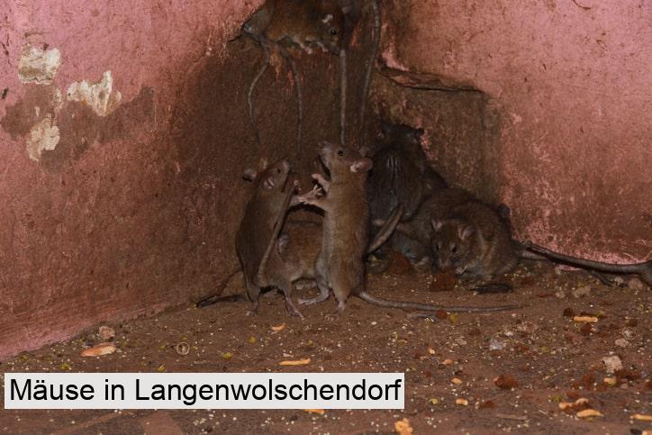 Mäuse in Langenwolschendorf